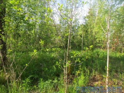 Продам участок  8 сот.  , земли сельхозназначения (СНТ, ДНП)  , Московское шоссе  , 98 км до города